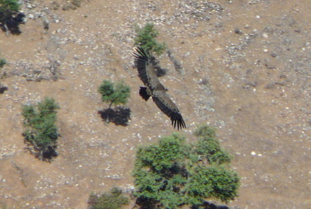 Looking down into the valley from the castle - above the birds!