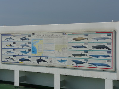 Whale watching information board on the top deck of the Pride of Bilbao