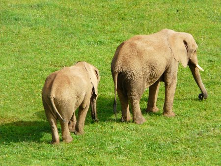 Elephants at the Parque Natural Pena Cabarga, Cabarceno