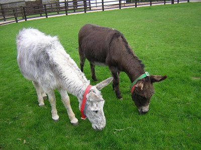 The Donkey Sanctuary, Sidmouth