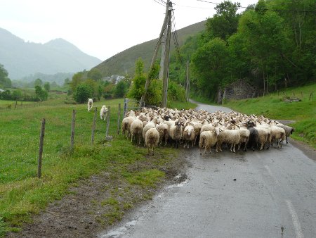 Sheep and dogs blocking road