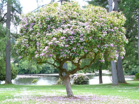 Dunkeld Cathedral gardens