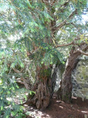 Europe's oldest tree, Fortingall, Scotland