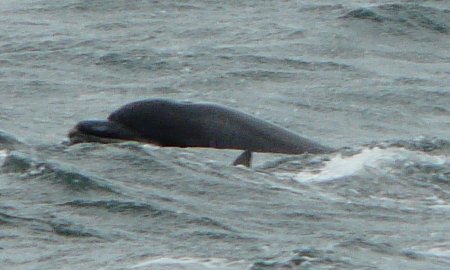 Dolphin at Chanonry Point, near Fortrose