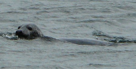 Seal at Chanonry Point, Fortrose