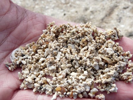 Closeup of coral on the coral beaches, Isle of Skye