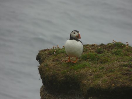 A puffin at Sumburgh Head, Shetland