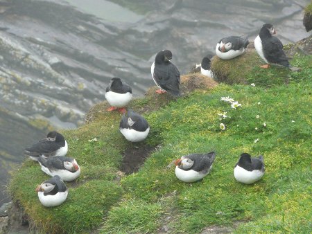 Puffins at Sumburgh Head RSPB Nature Reserve