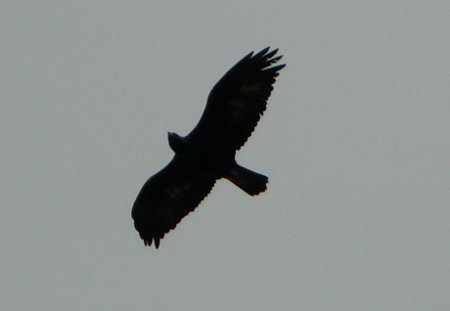 Hawk in flight