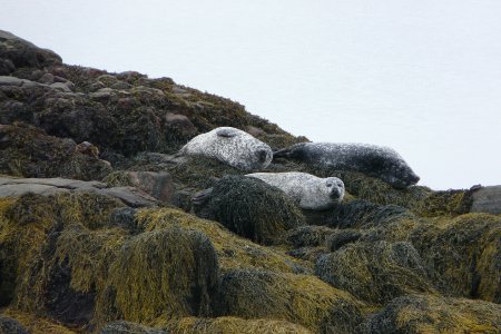 Seals basking on rocks