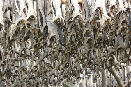 Fish drying on racks in Lofoten Islands