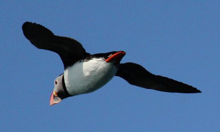 Puffin off Bleiksoya island in Lofotens