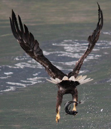 Sea Eagle with fish in Lofoten Islands