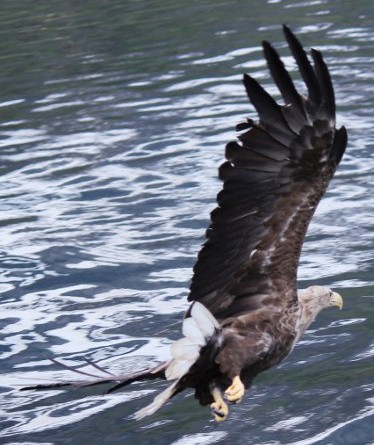 Sea Eagle, Lofoten Islands