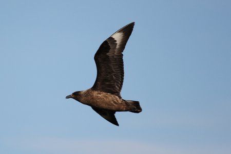 A Skua flying above Runde