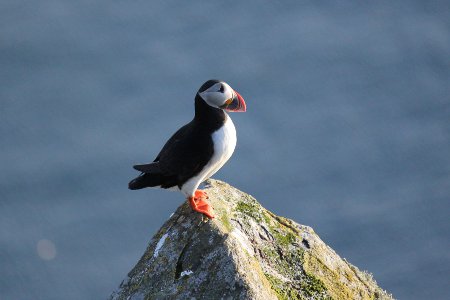 A puffin on Runde