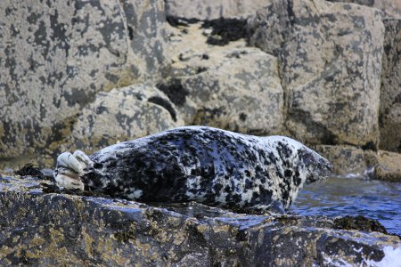 Grey Seal, Farne Islands