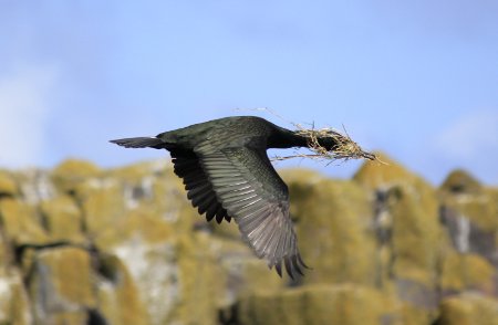 Shag, Farne Islands