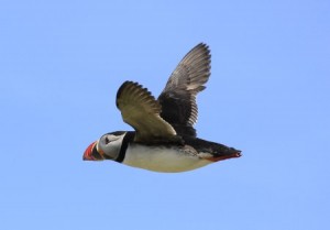 Puffin in the Farne Islands