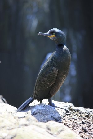 Shag, Inner Farne