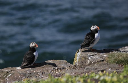 Puffins on Inner Farne