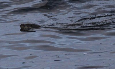 Otter in Norwick Bay, Unst