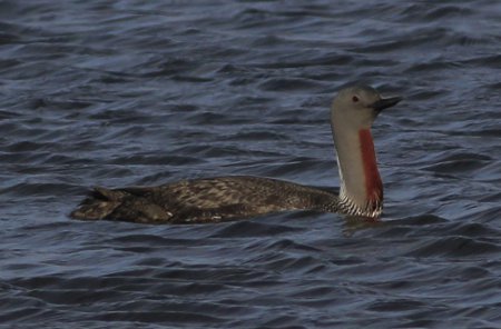 Red-Throated Diver