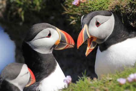 Puffins at RSPB Sumburgh Head