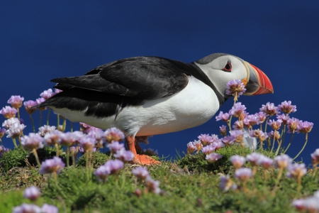 Another puffin at Sumburgh Head