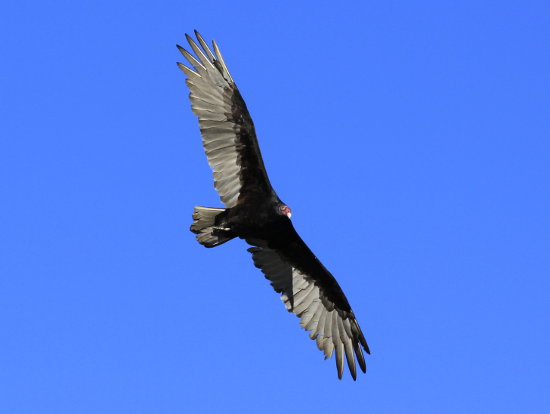 Californian Condor