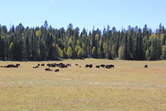 Buffalo grazing driving to North Rim