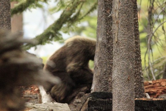 Bear in Yosemite NP