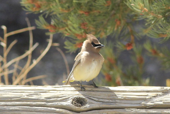 Unknown but cool bird