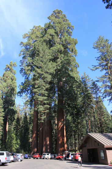 Giant trees! Kings Canyon