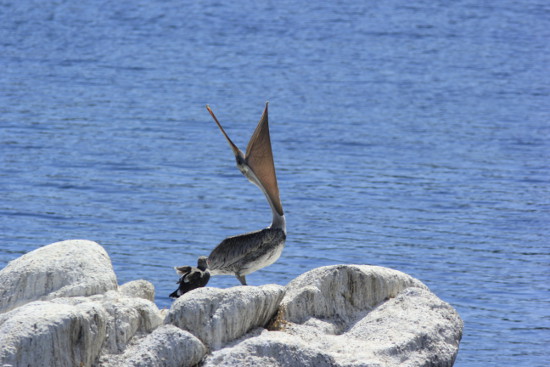 A pelican in Monterey bay