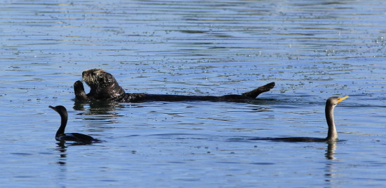 Sea Otter at Moss Landing Beach