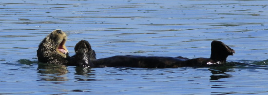 Sea Otter at Moss Landing, CA