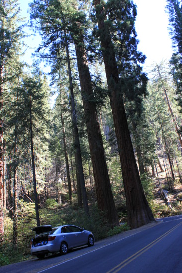 Sequoia trees