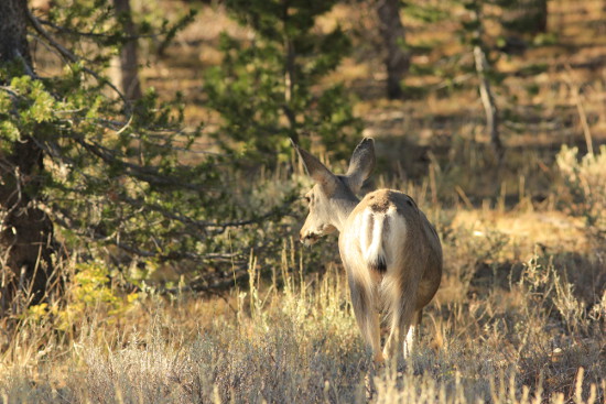 Deer along the Sonora Pass