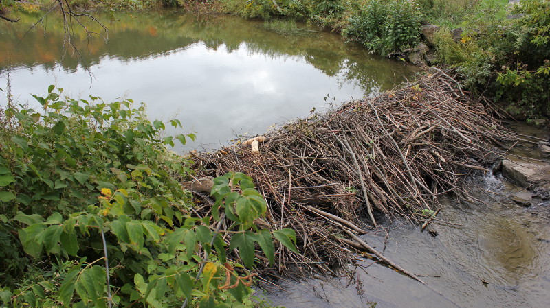 A beaver dam