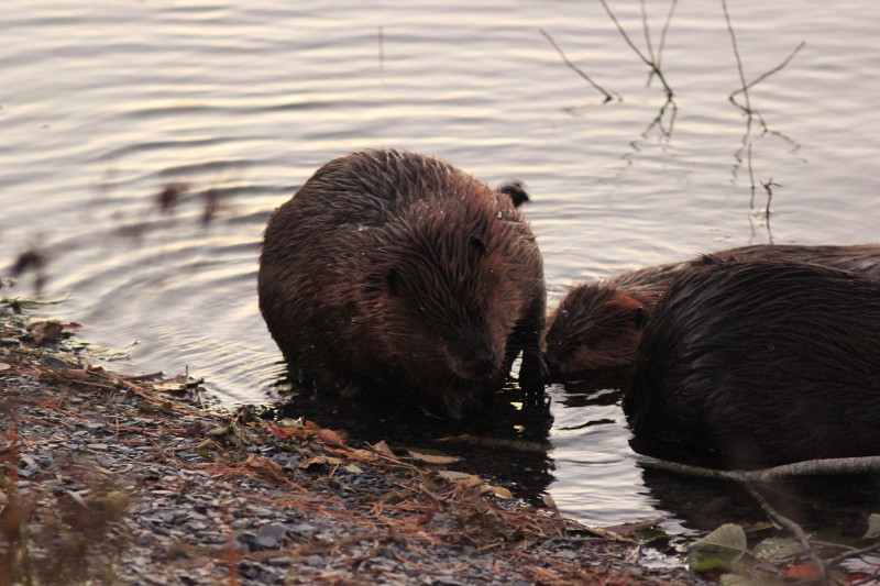 Beavers