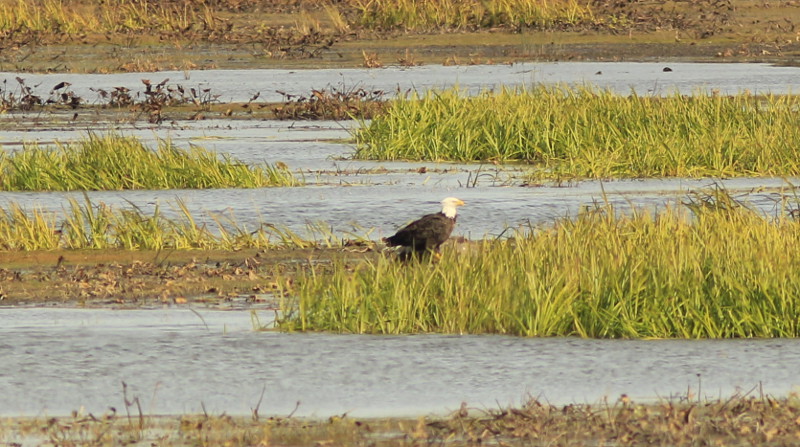 Bald eagle at Moosehorn National Wildlife Refuge