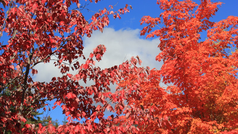 New England fall foliage closeup