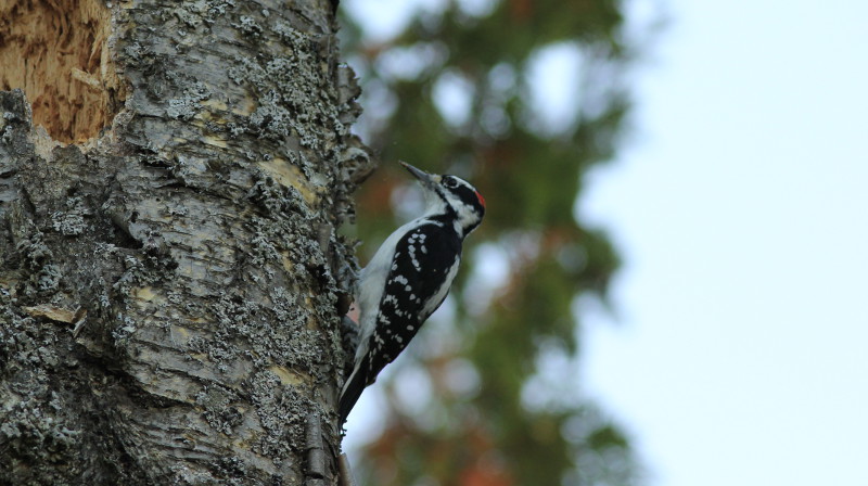 American woodpecker