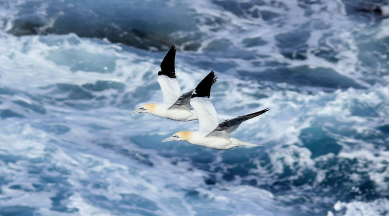 Gannets flying over the sea