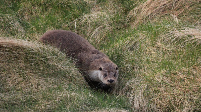 Otter in long grass, Shetland