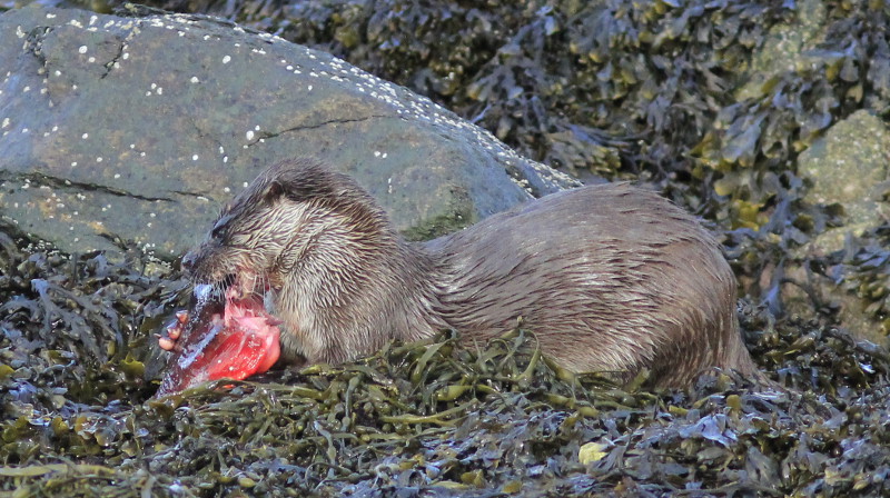 Otter eating rockfish, Shetland