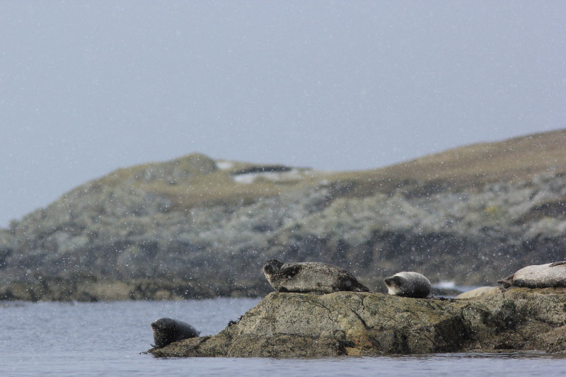 Seals in the snow, Shetland