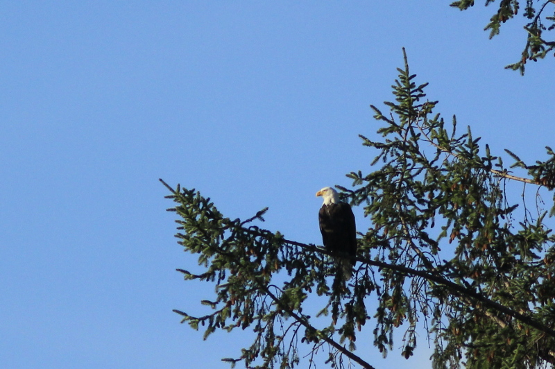 Bald Eagle, Vancouver Island, BC, Canada