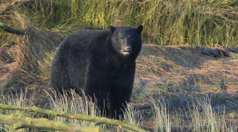 Bear, Vancouver Island, BC, Canada